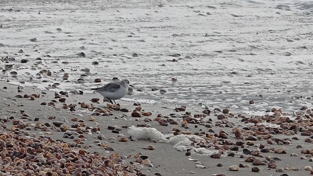 חופית לבנה - ML648312377
