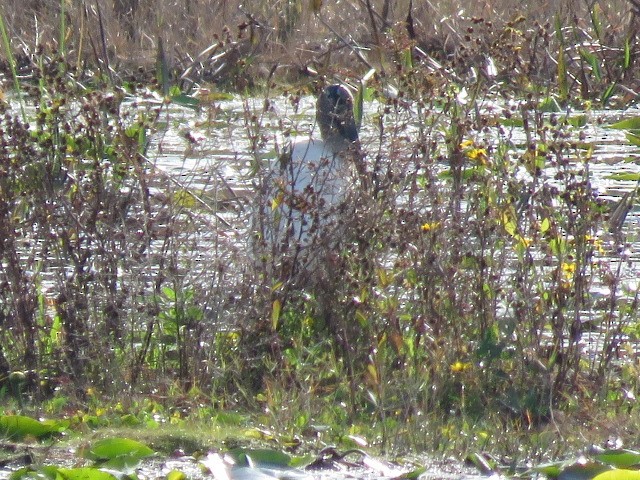 Wood Stork - ML648312605