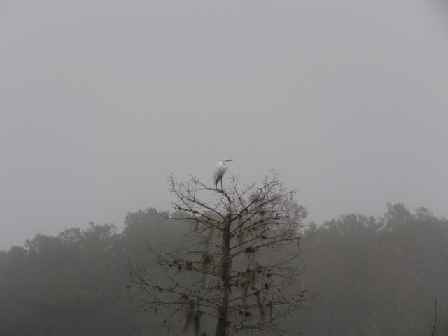 Great Egret - ML648312658