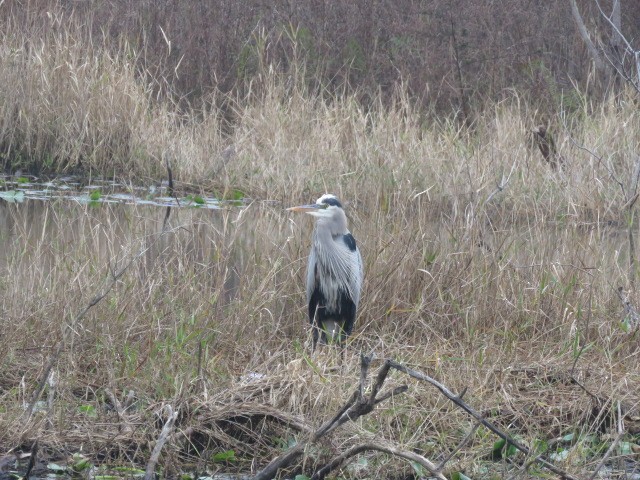 Great Blue Heron - ML648312671