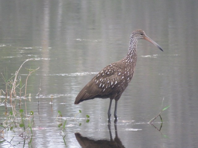 Limpkin - ML648312736