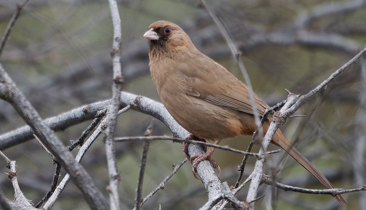 Abert's Towhee - ML648312962