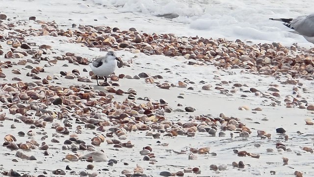 חופית לבנה - ML648313092