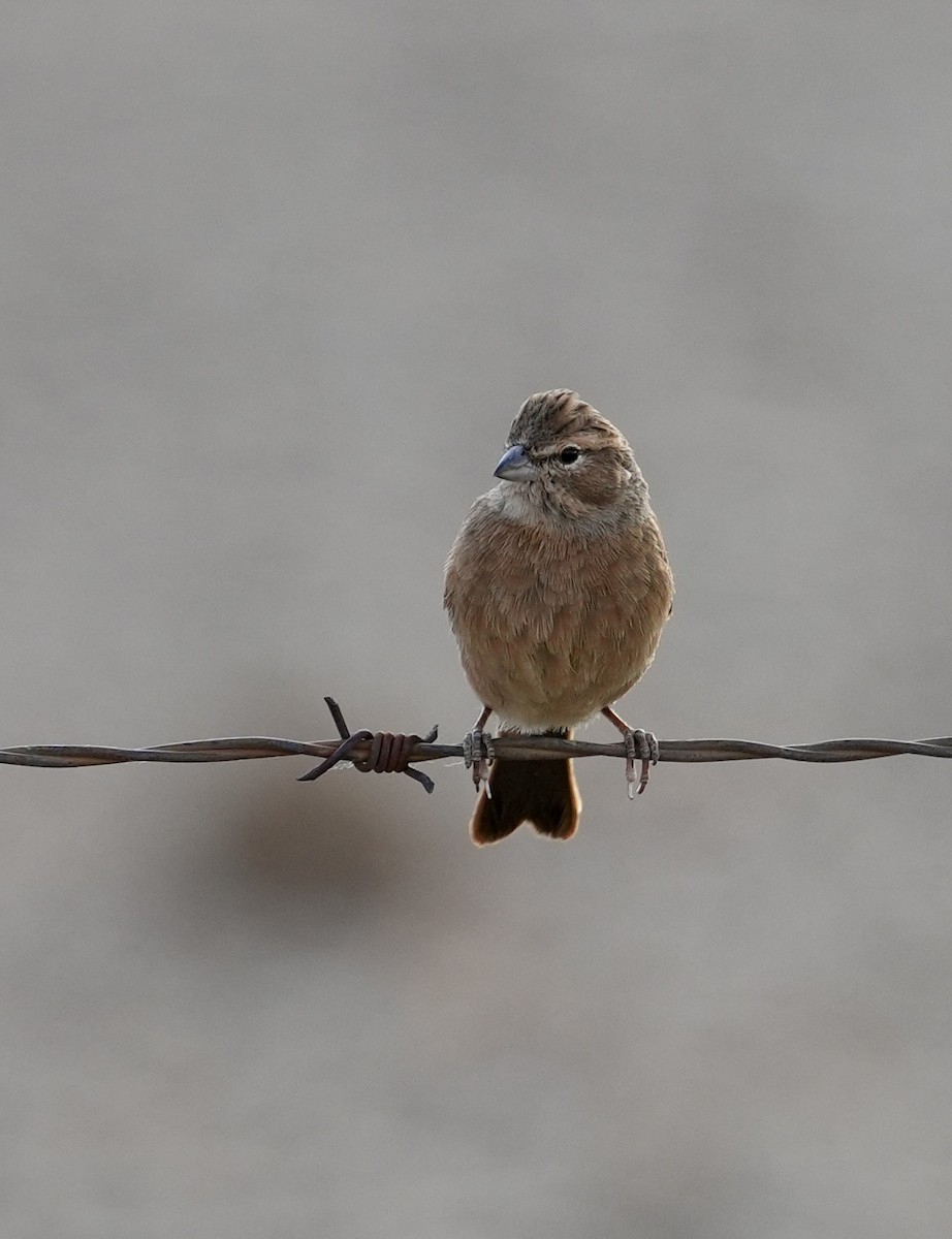 Бледная овсянка - ML648313285