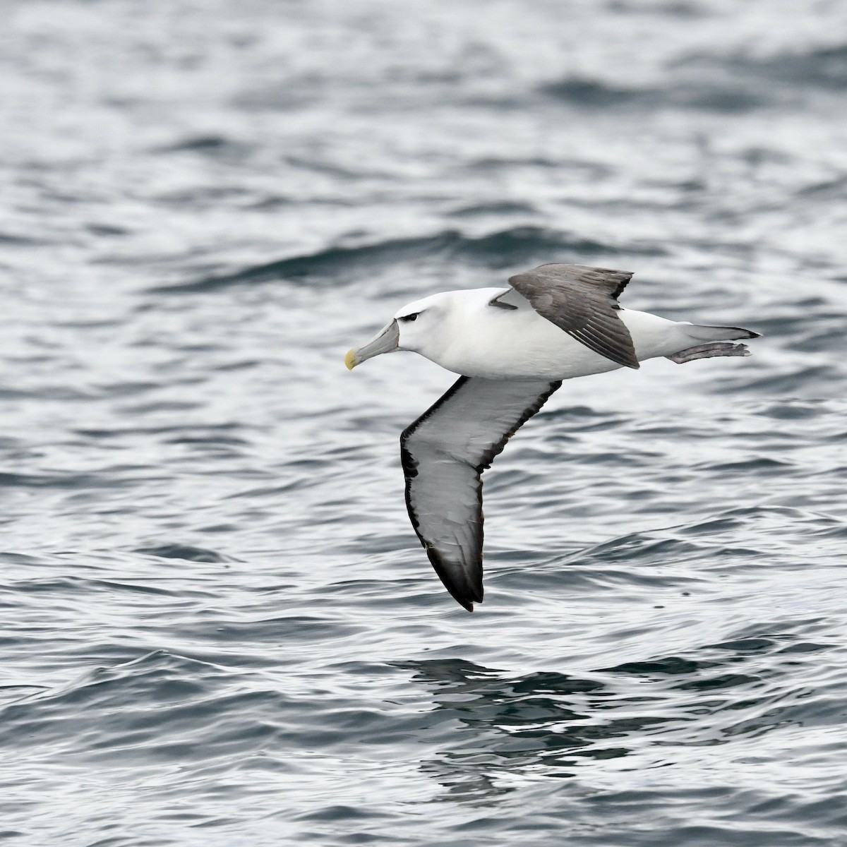 אלבטרוס לבן-כיפה - ML648313968