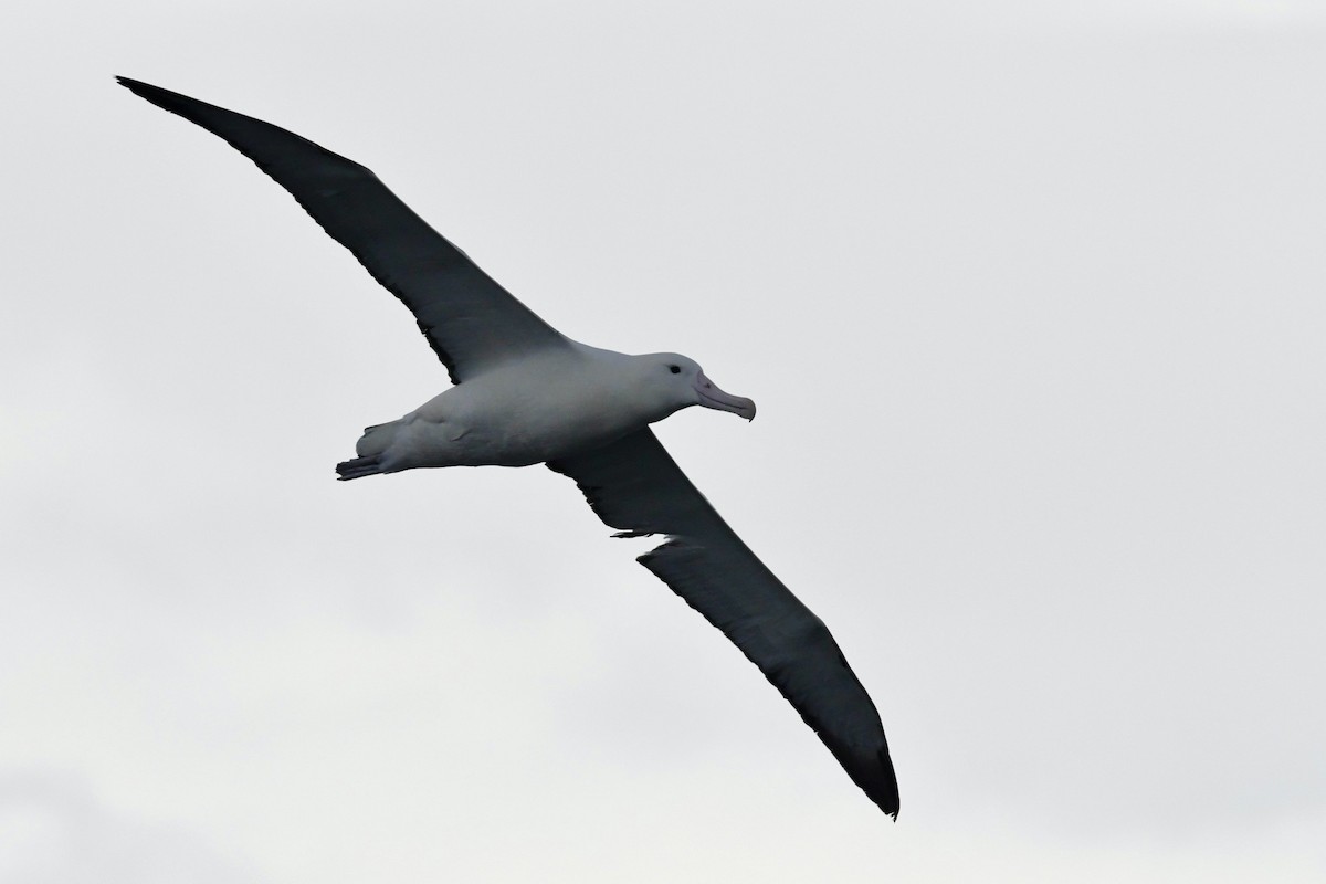 Southern Royal Albatross - ML648314136