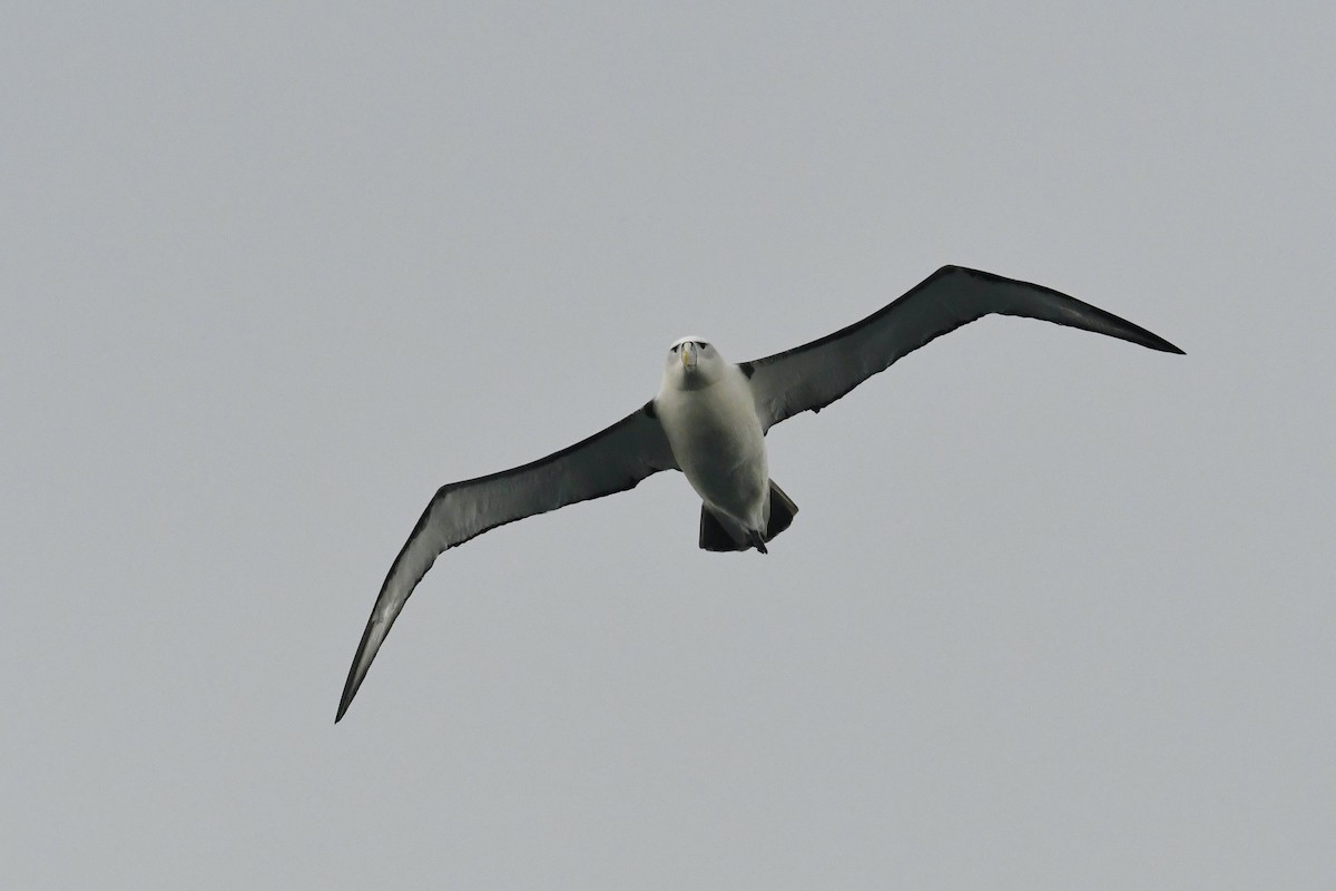 אלבטרוס לבן-כיפה - ML648314338