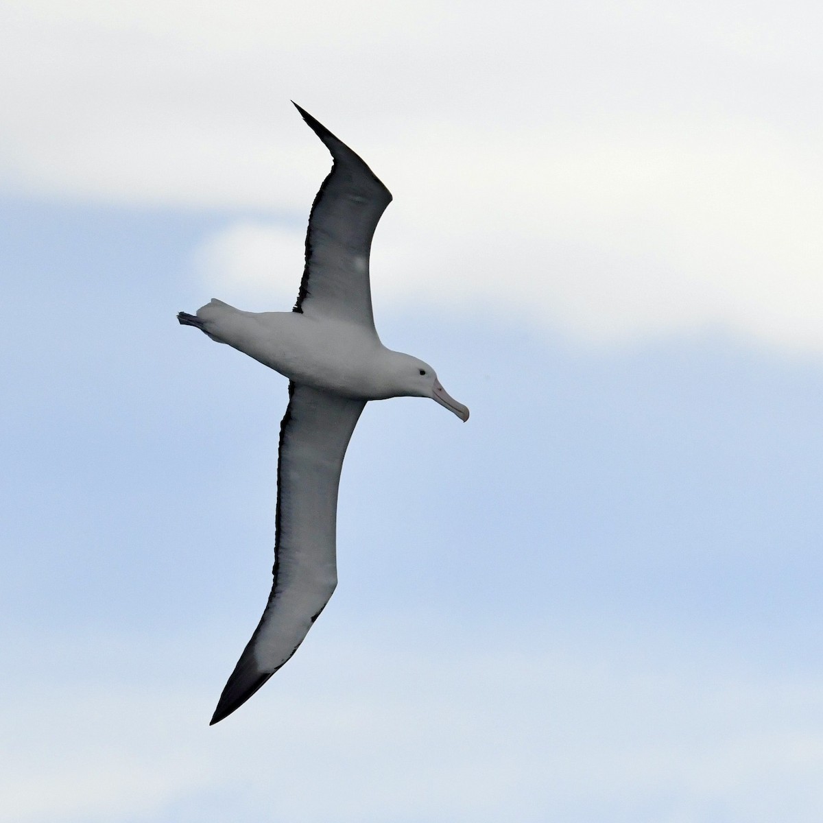 Southern Royal Albatross - ML648315273