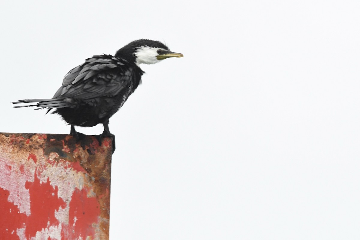 Little Pied Cormorant - ML648315420