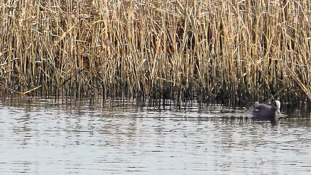 葡萄胸鴨 - ML648315485