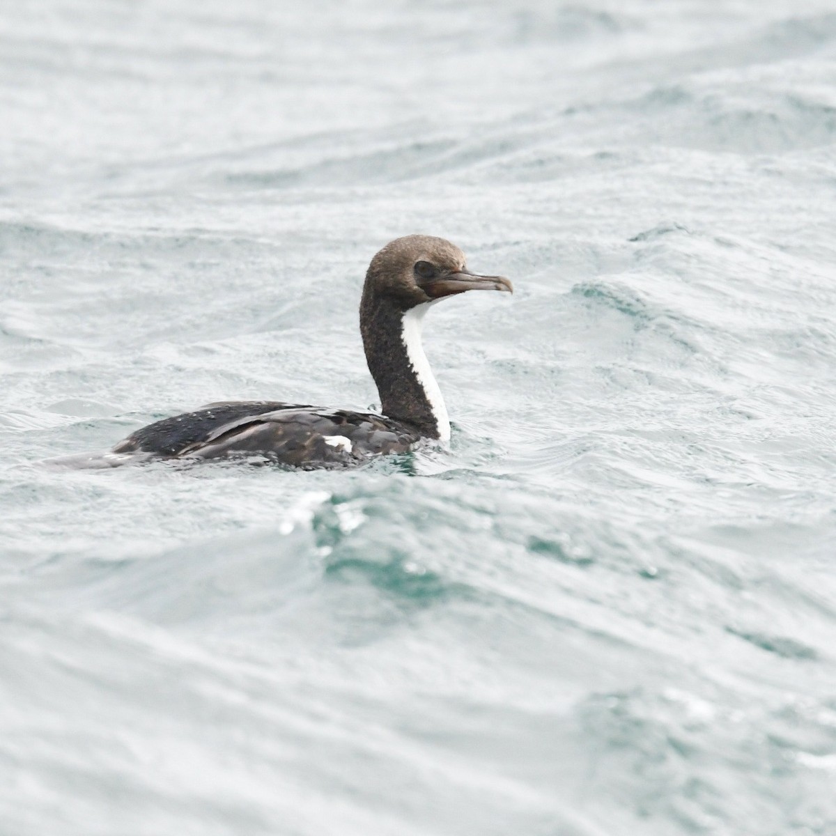 Stewart Island Shag (Otago) - ML648315521