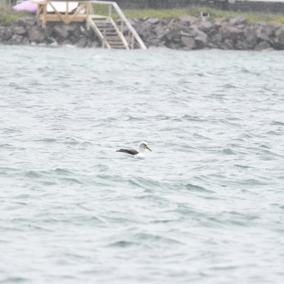 Buller's Albatross - ML648315731