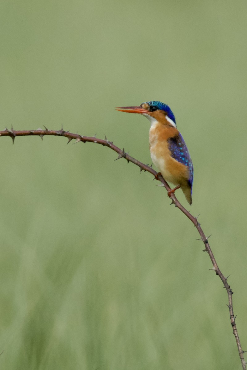 Malachite Kingfisher - ML648315804