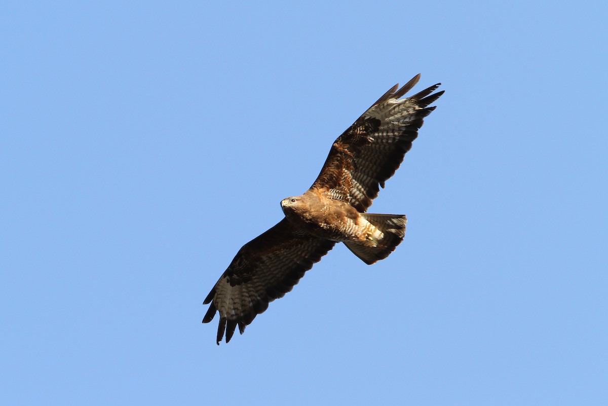 Common Buzzard - ML64831591