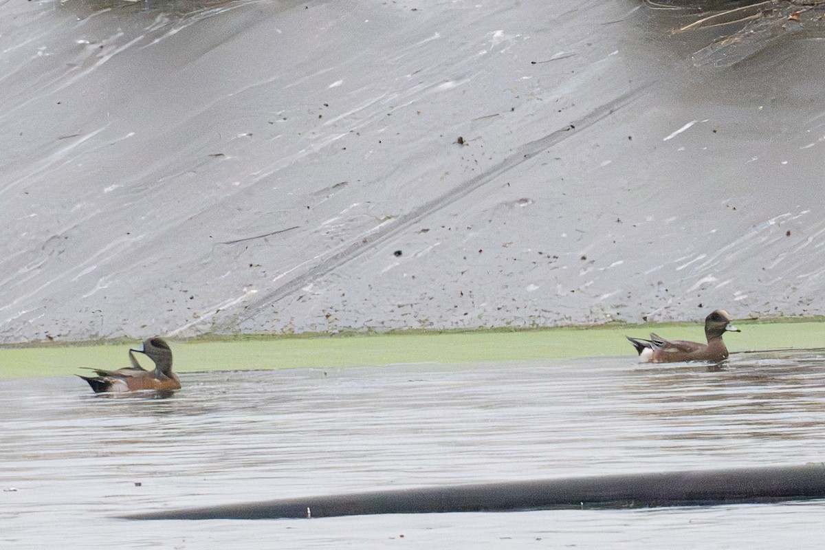 ברווז אמריקני - ML648316216