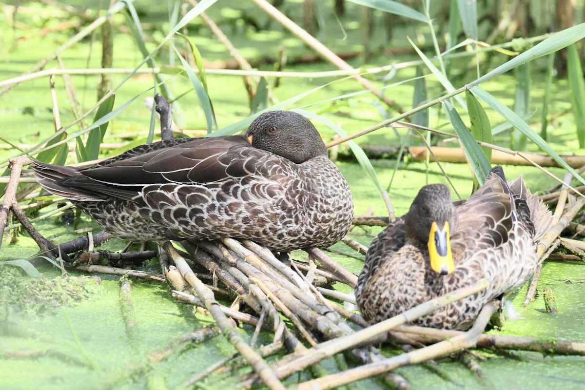 Yellow-billed Duck - ML648316283