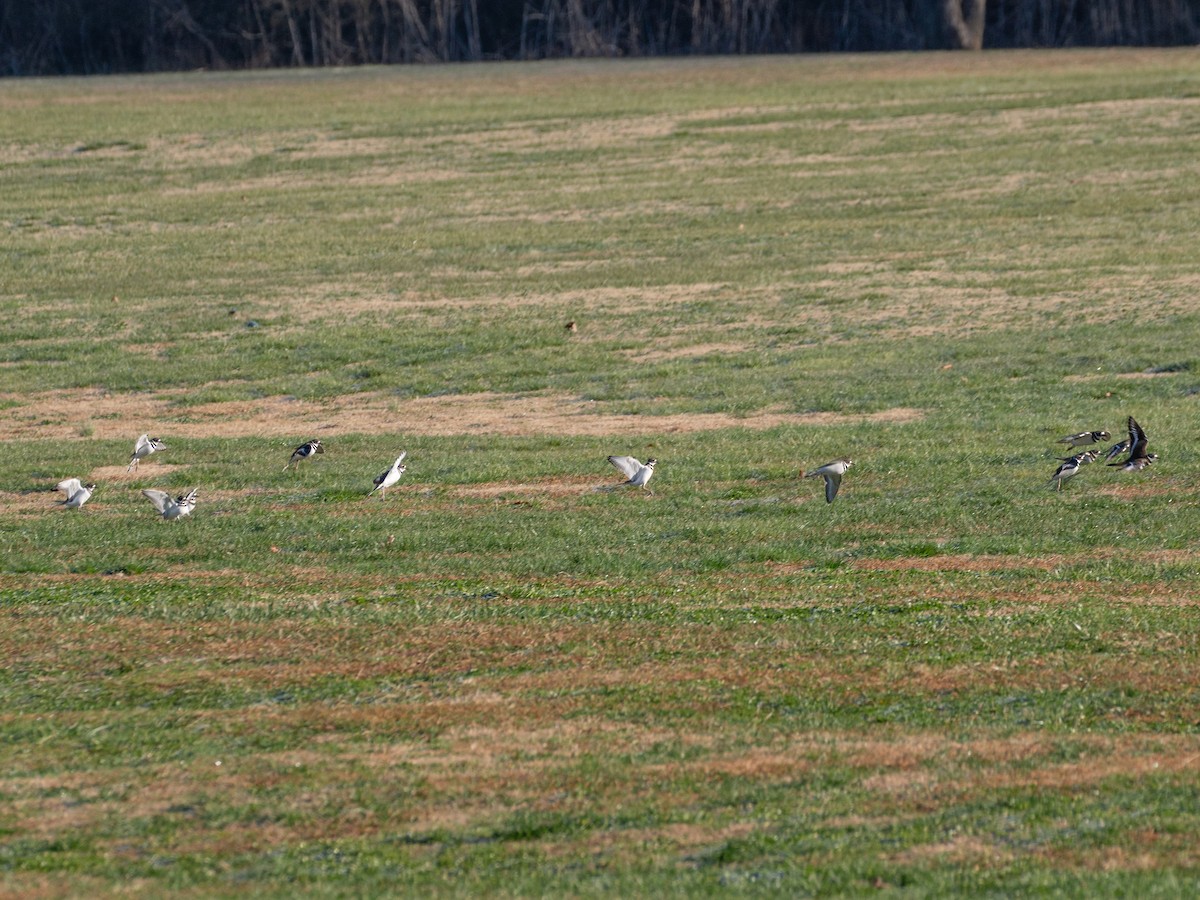 Killdeer - ML648316627