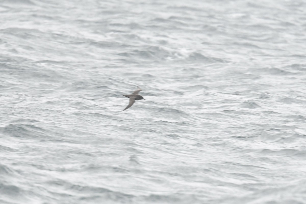 יסעור כהה - ML648316722