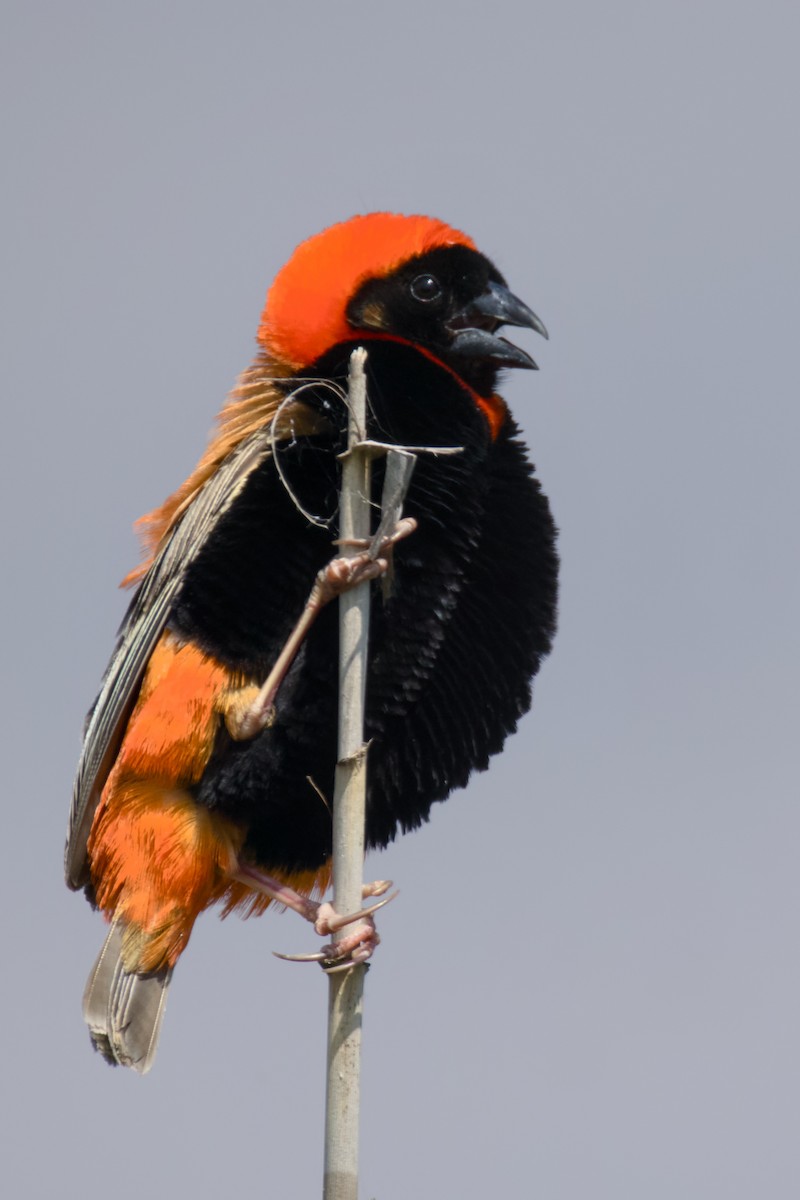 Southern Red Bishop - ML648316731