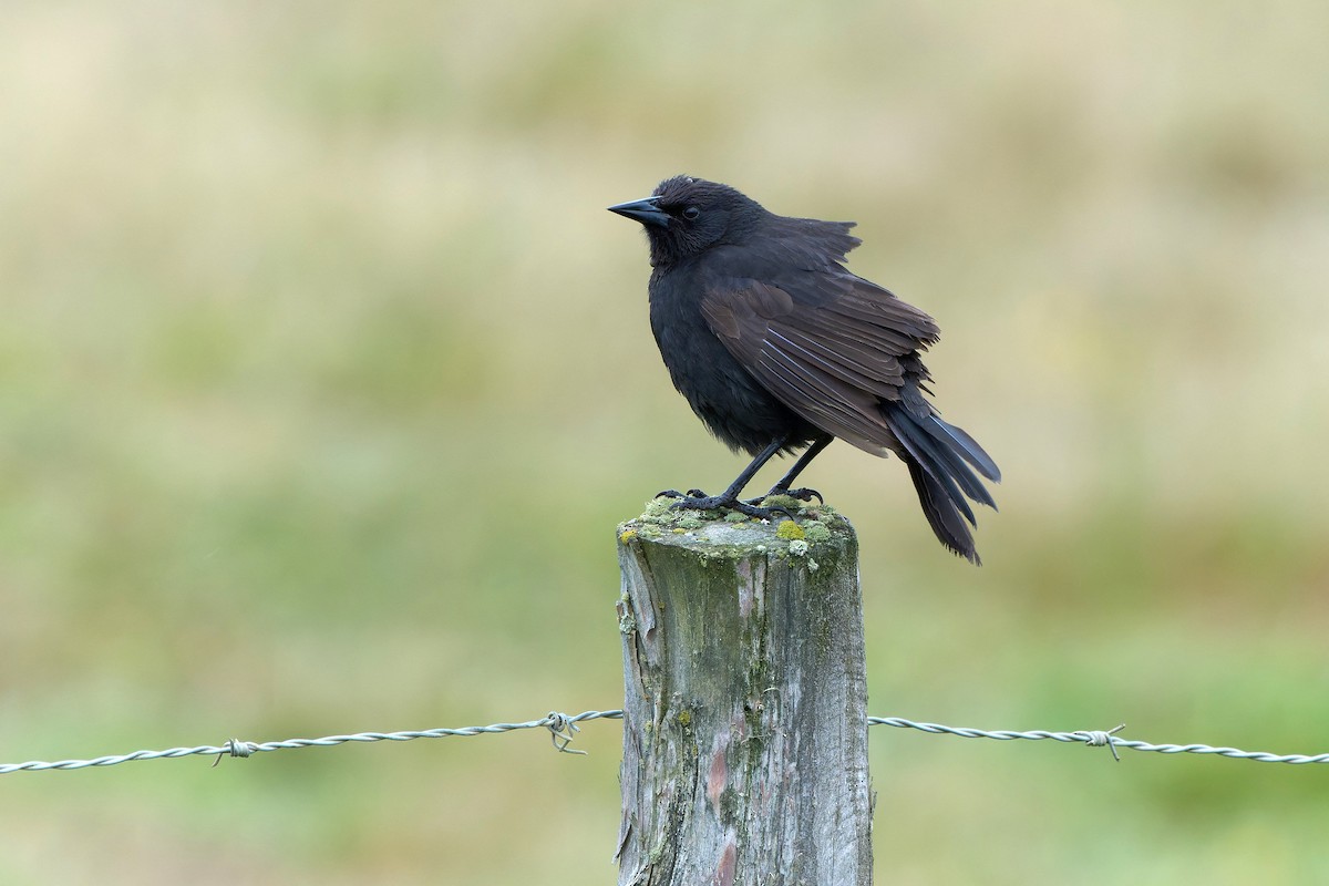 Austral Blackbird - ML648316972