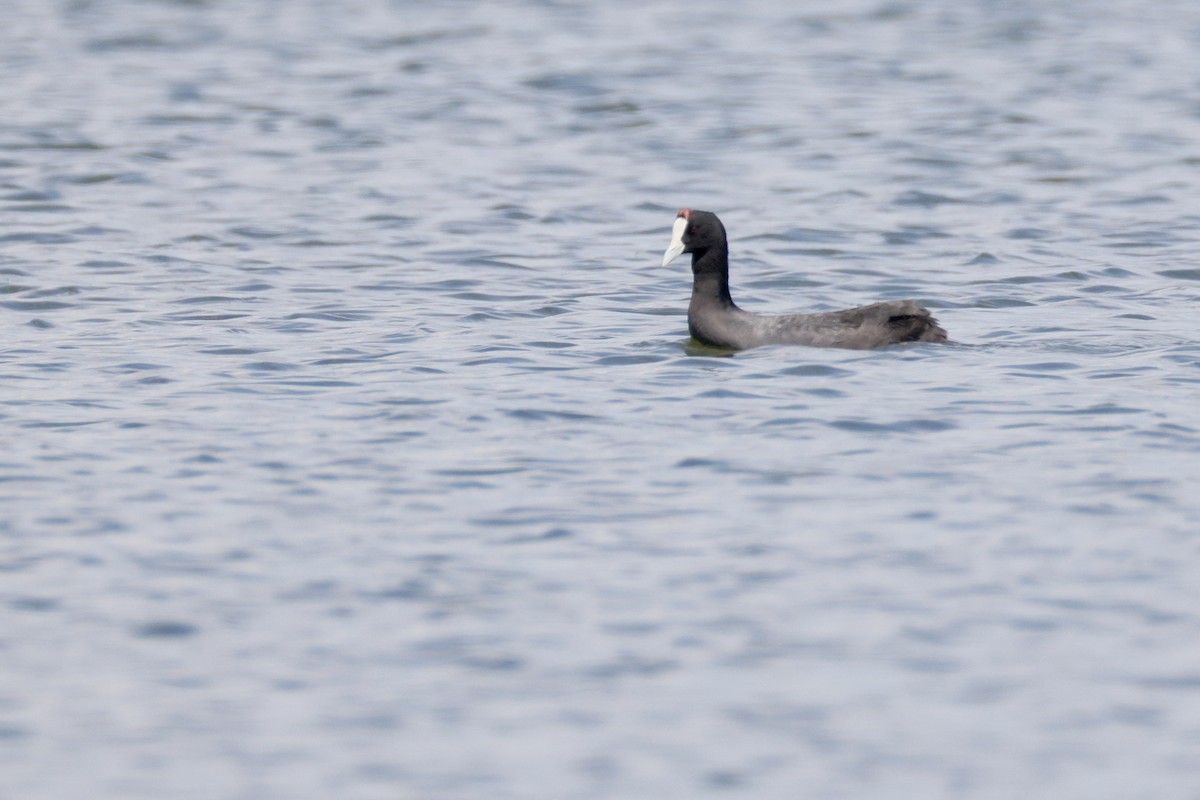 Red-knobbed Coot - ML648316994