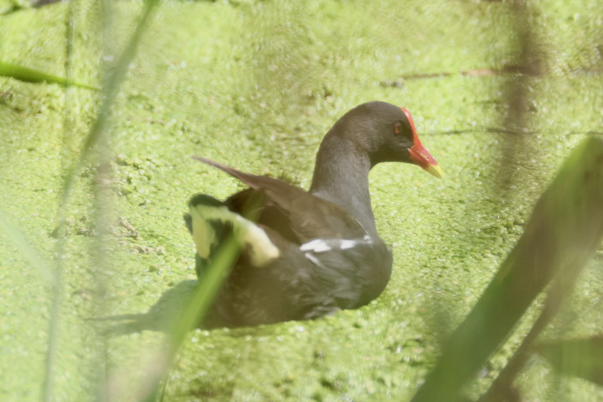 Eurasian Moorhen - ML648317007