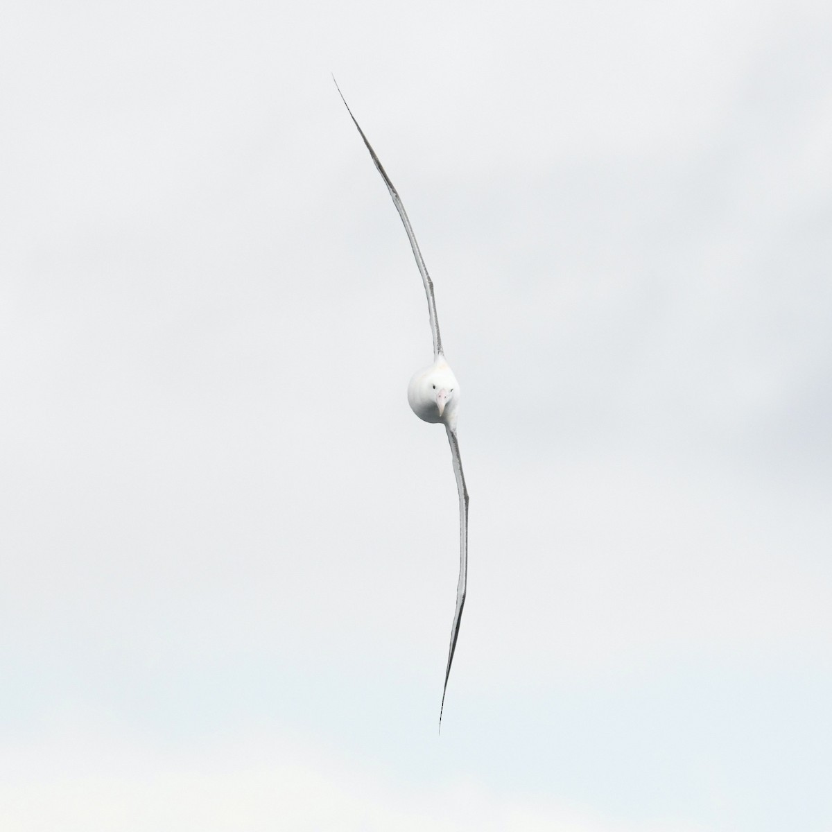Southern Royal Albatross - ML648317062
