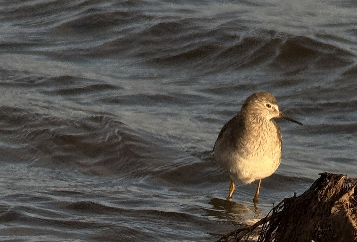 Lesser Yellowlegs - ML648317243