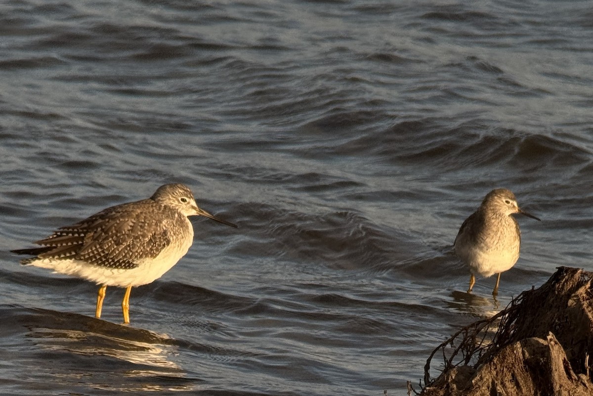 Lesser Yellowlegs - ML648317244