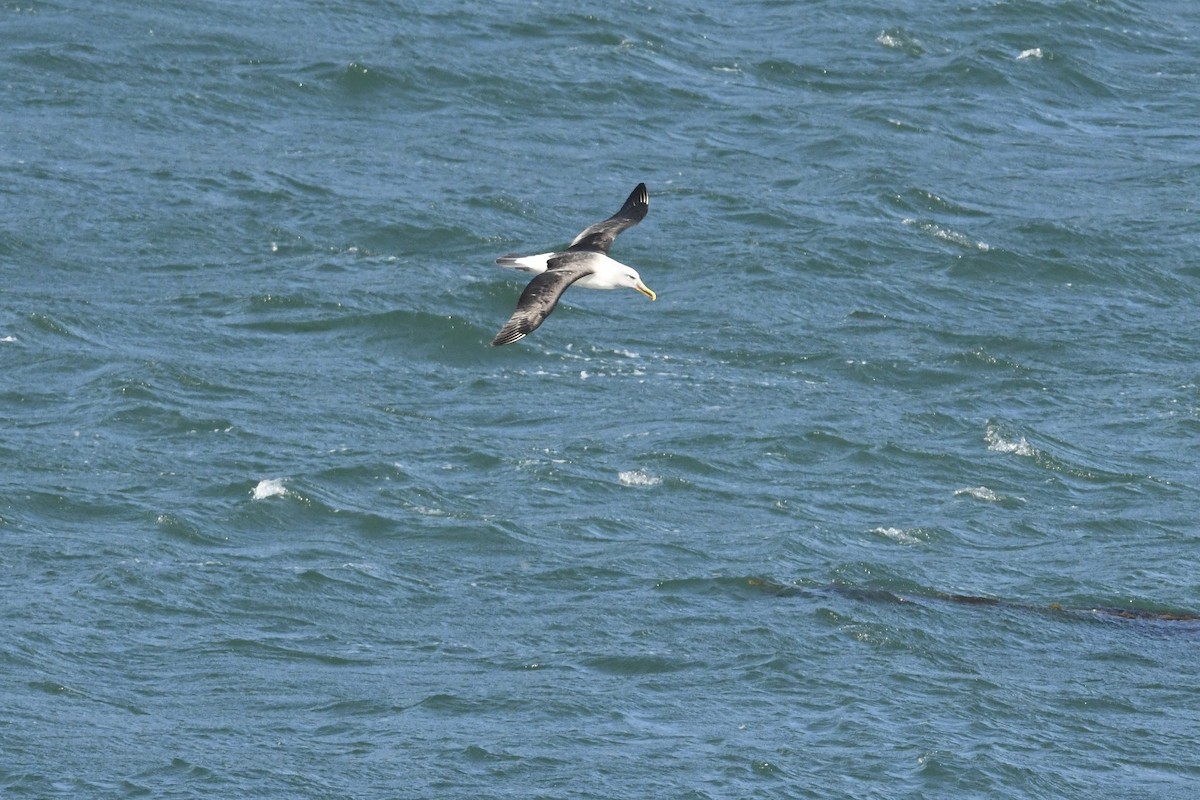 Buller's Albatross - ML648317365