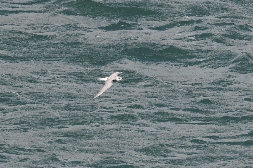 Black-fronted Tern - ML648317575