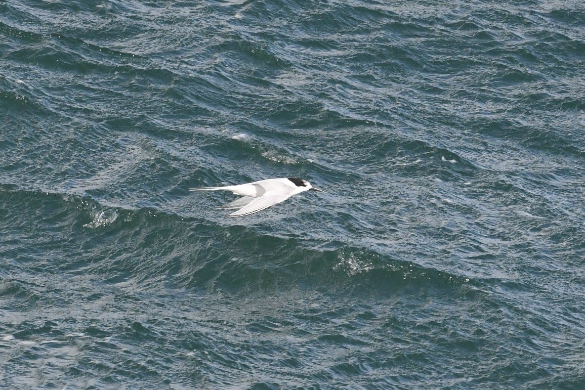 שחפית לבנת-מצח - ML648317665