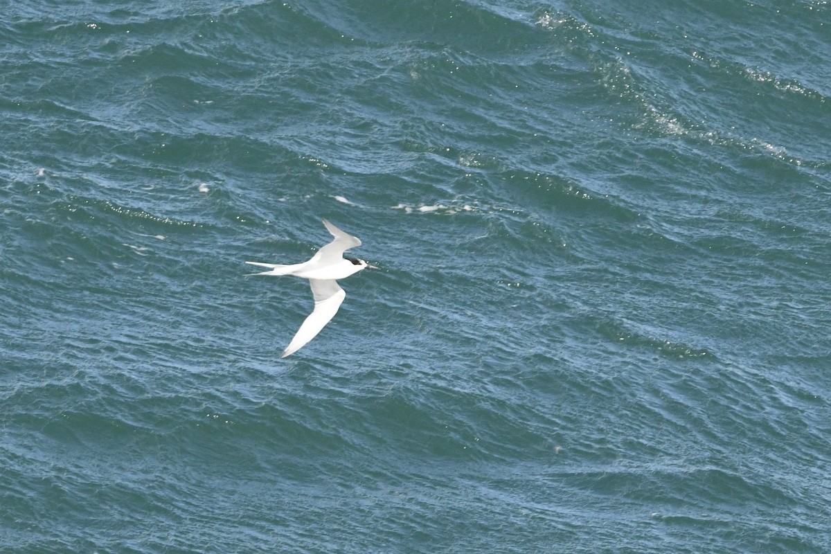 שחפית לבנת-מצח - ML648317679