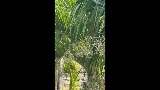 Caribbean Elaenia - ML648317786