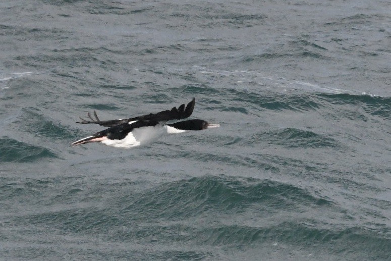 Stewart Island Shag (Otago) - ML648317936