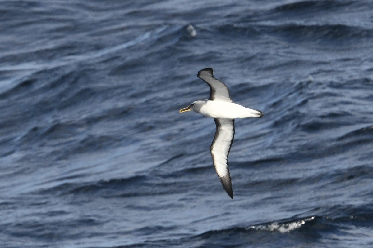 Buller's Albatross - ML648318358