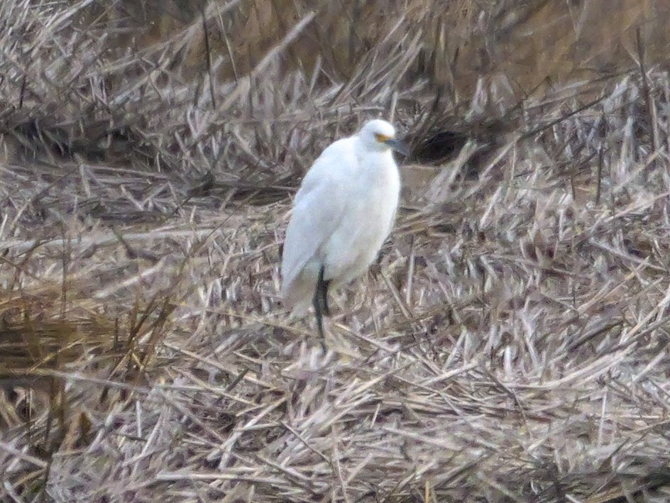 volavka bělostná - ML648318402