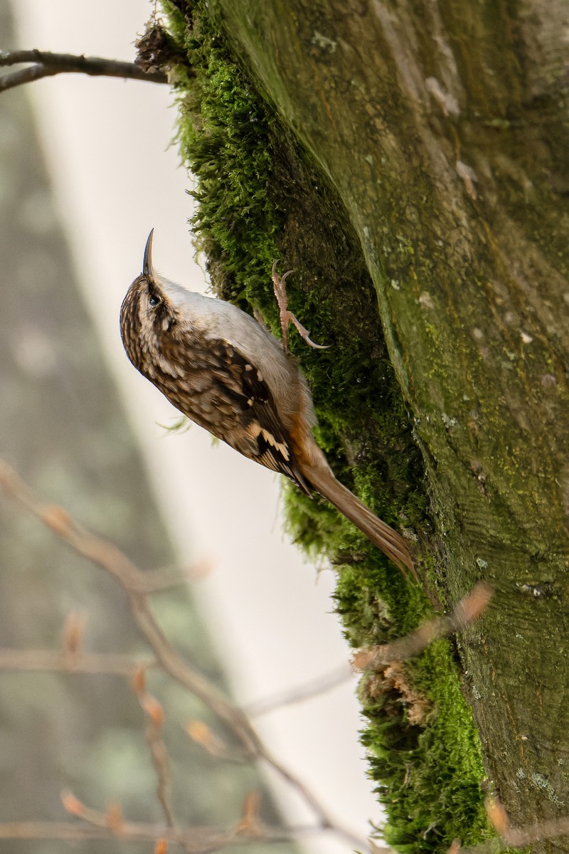 Brown Creeper - ML648318459
