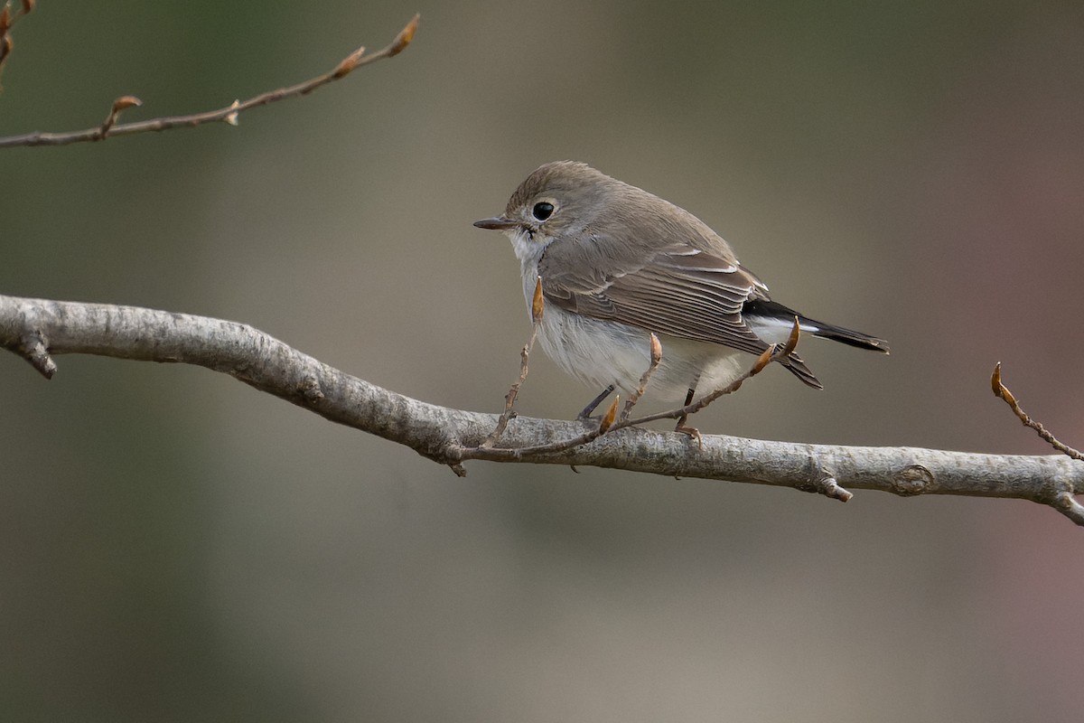 紅喉鶲 - ML648318484