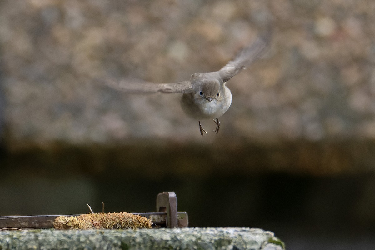 紅喉鶲 - ML648318485