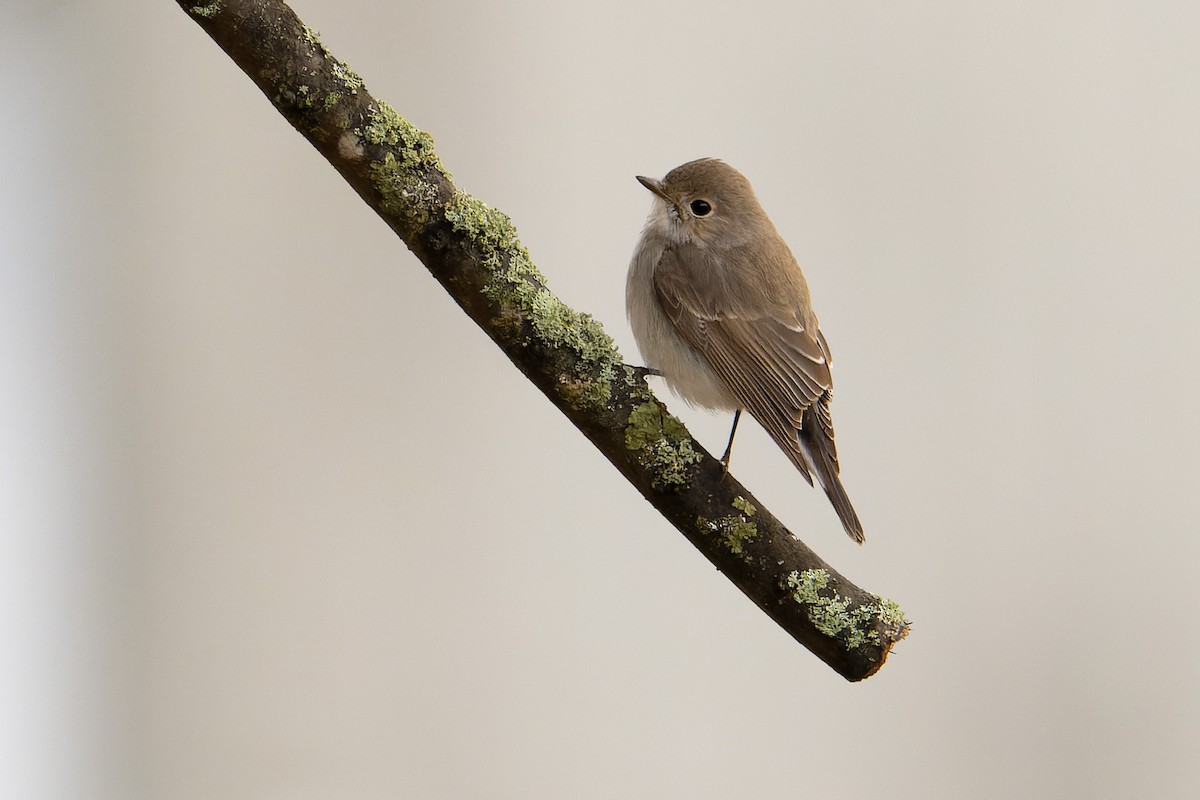 紅喉鶲 - ML648318486