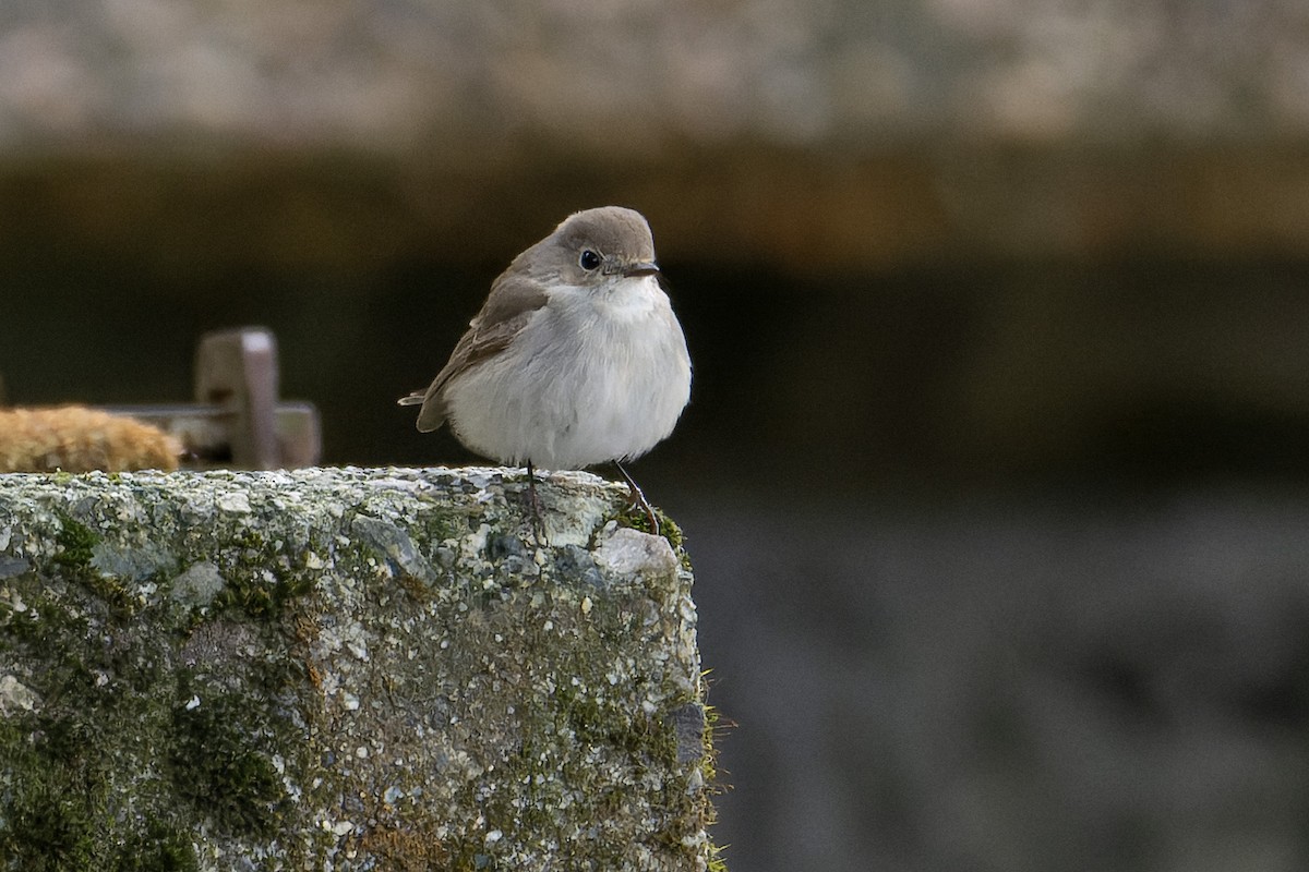 紅喉鶲 - ML648318487