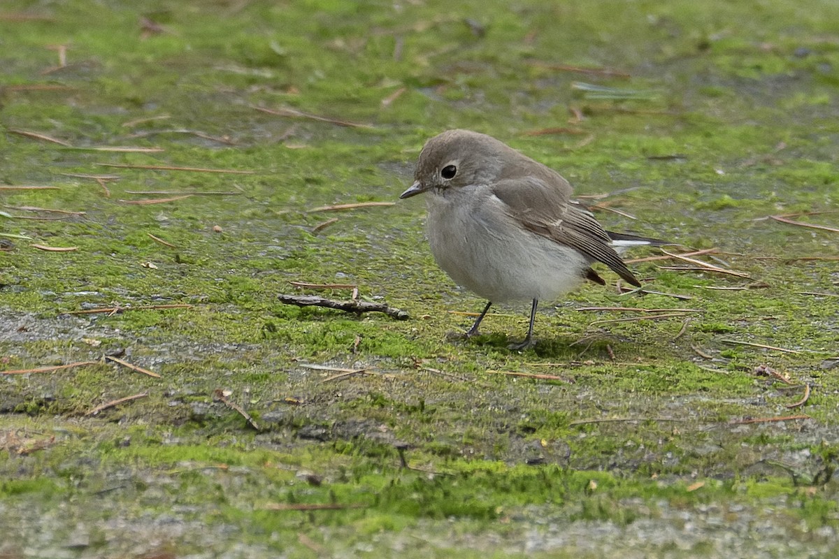 紅喉鶲 - ML648318488