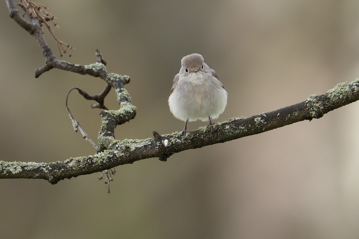 紅喉鶲 - ML648318489