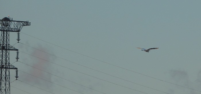 Grande Aigrette - ML648318738