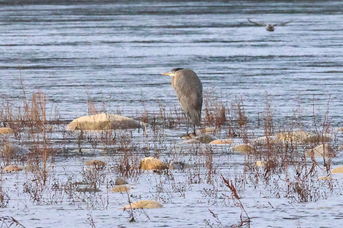 Great Blue Heron - ML648318897