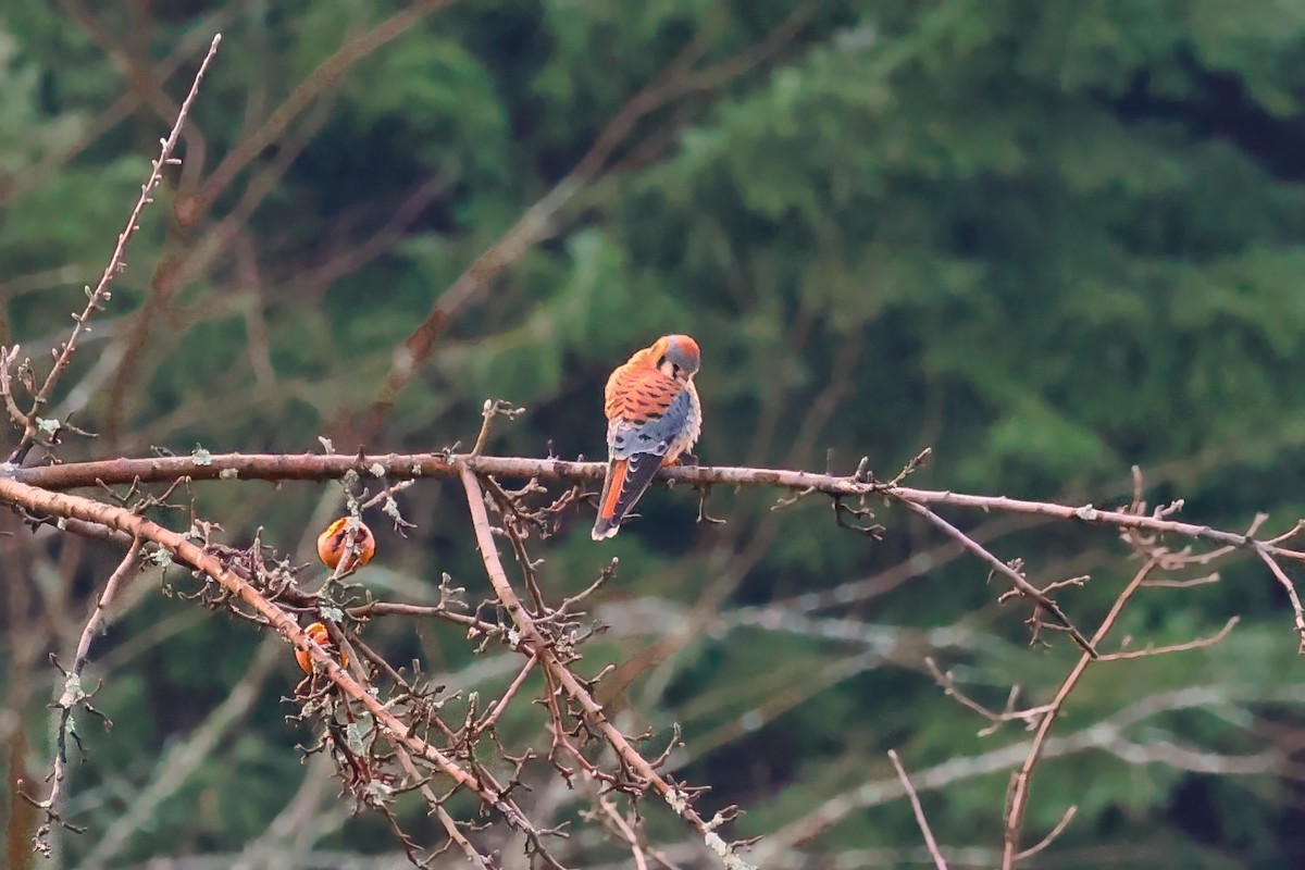 American Kestrel - ML648318911