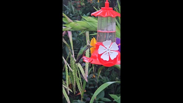 Ariane versicolore - ML648318926