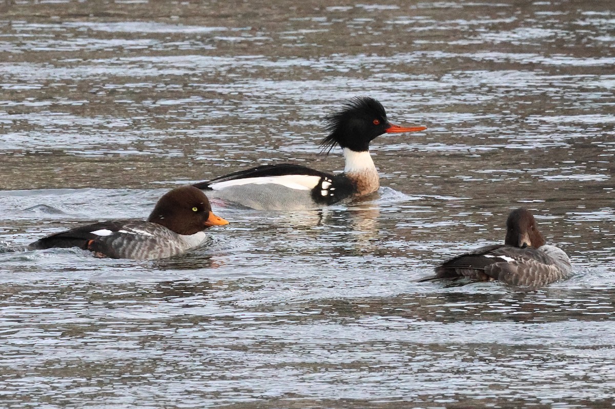 紅胸秋沙 - ML648318929