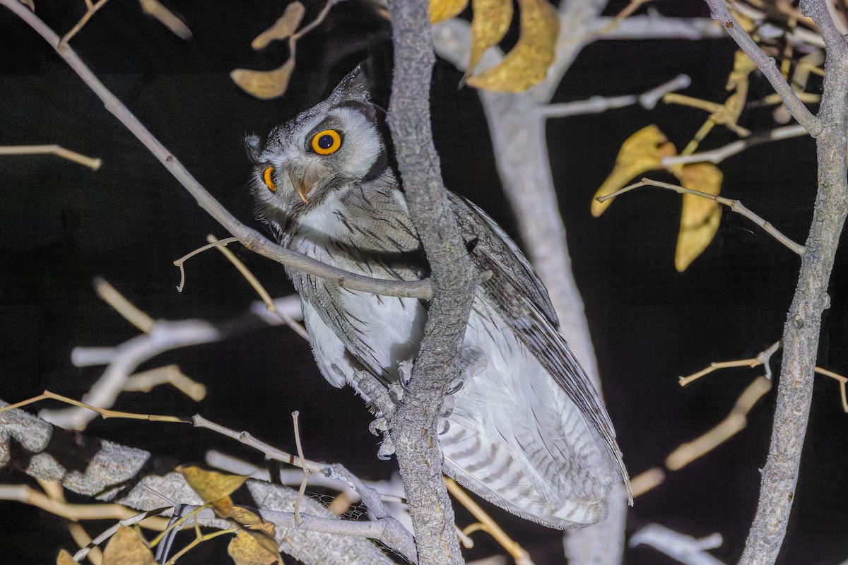 Southern White-faced Owl - ML648319170